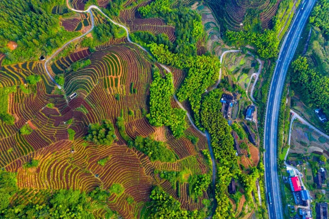 苏坑镇嵩溪村：党建引领强村路 佛手茶香促振兴