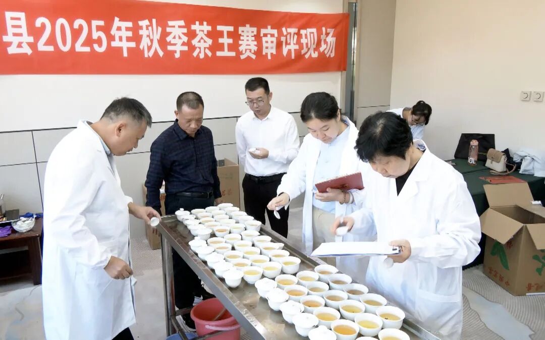 华安2025秋季茶王赛完成评选 数百份优质茶样同台竞技