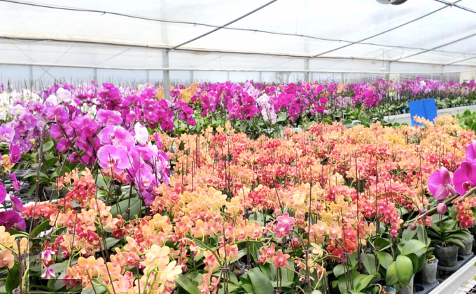 一個(gè)產(chǎn)業(yè) 共富一方 | 洛江永安：蝴蝶蘭“飛”入小山村  帶來(lái)“花”樣新生活