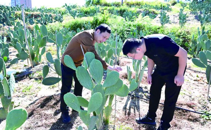 晋江磁灶镇岭畔村：闲置地长出“金手掌”