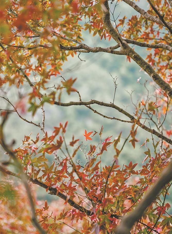 　　东坪山土地公庙附近的五裂槭。（记者 林铭鸿 摄）  