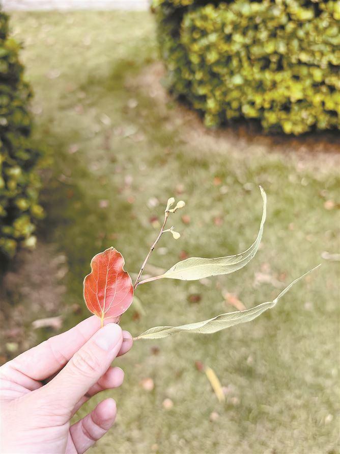 　　记者在忠仑公园“捡了个秋”。（记者 林铭鸿 摄）  