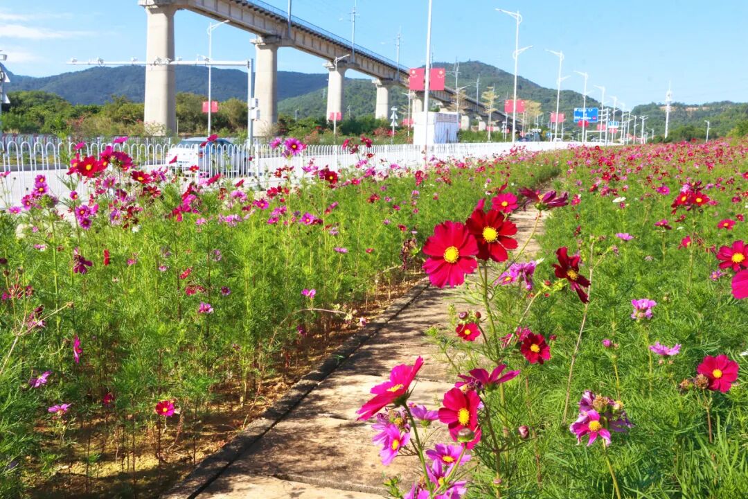 花海绘新卷 幸福满城路——洛江经九路与西环路沿线花海景观扮靓城市空间