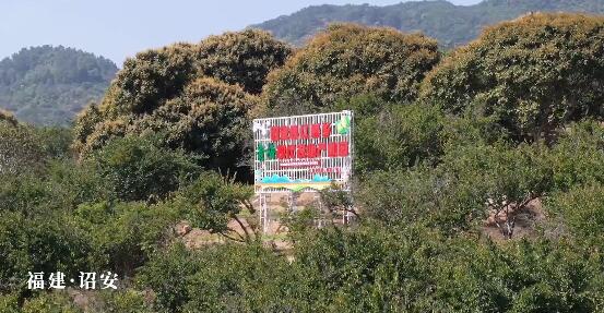 喜报！国网漳州公司一项目在第十三届全国品牌故事大赛中获二等奖