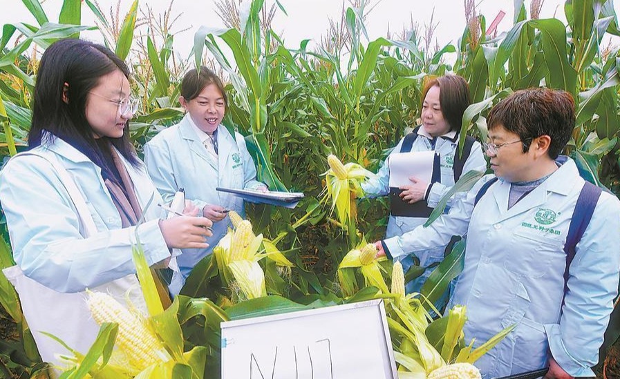 福建省鲜食玉米种业创新结硕果