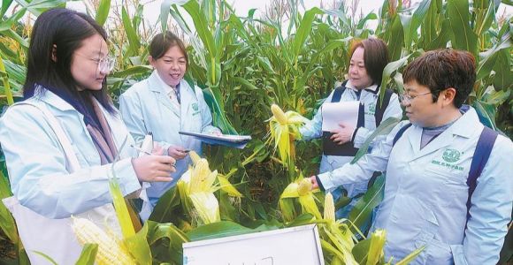 福建省鮮食玉米種業創新結碩果