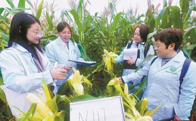 福建省鲜食玉米种业创新结硕果