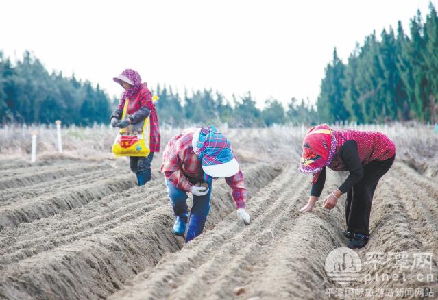 平潭：致富路上薯香四溢