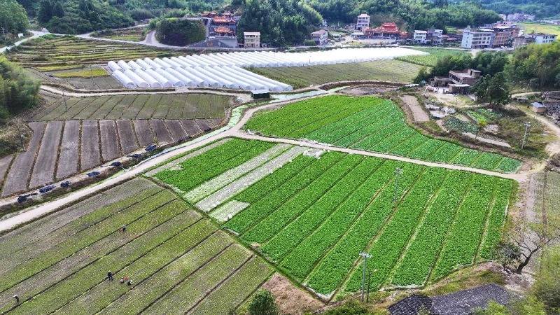 永春介福乡：绿色智慧赋能 有机蔬菜丰收在望
