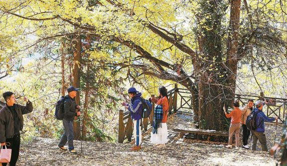 順昌縣天臺山銀杏林進入最佳觀賞期