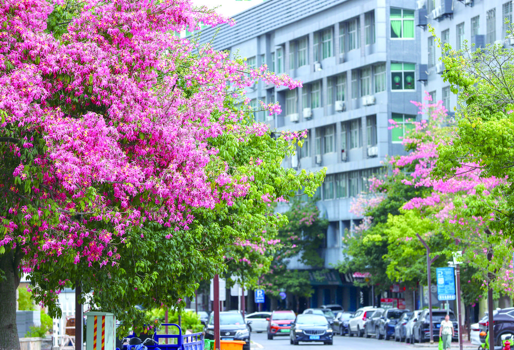 晋江市洪山路美人花迎来最佳观赏期