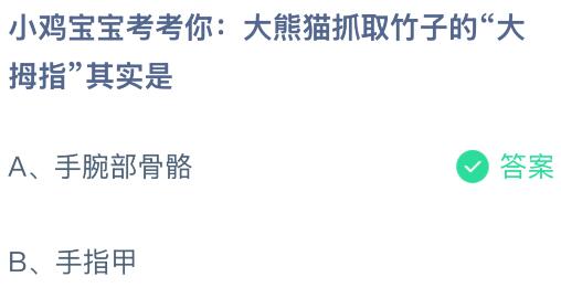 大熊貓抓取竹子的“大拇指”其實(shí)是什么？螞蟻莊園課堂今天答案最新11月30日