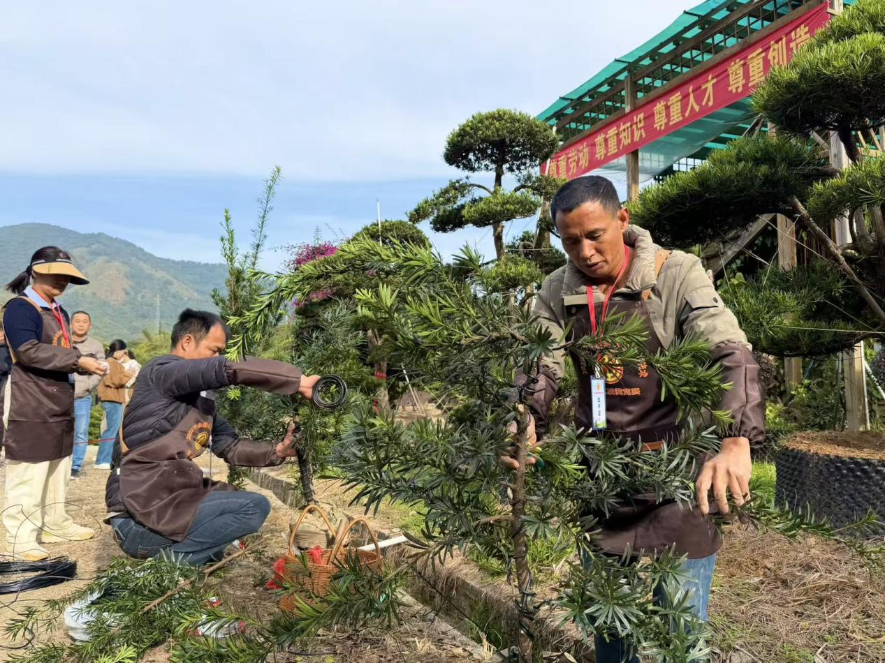 永春县举办罗汉松造型技能竞赛 园艺能手竞展匠心