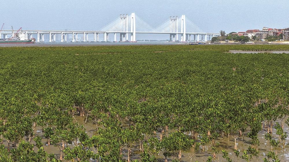 “海上森林”筑起生态屏障