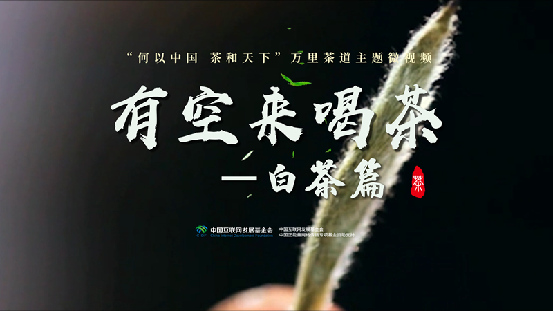 万里茶道丨从太姥山到全球 一片叶子撑起一方富民产业