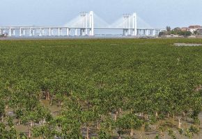 “海上森林”筑起生態(tài)屏障