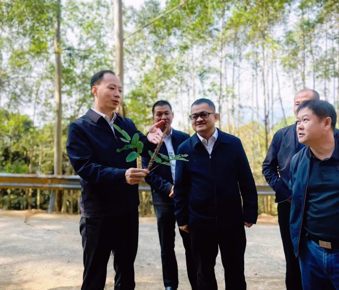 华安县委书记调研林业工作