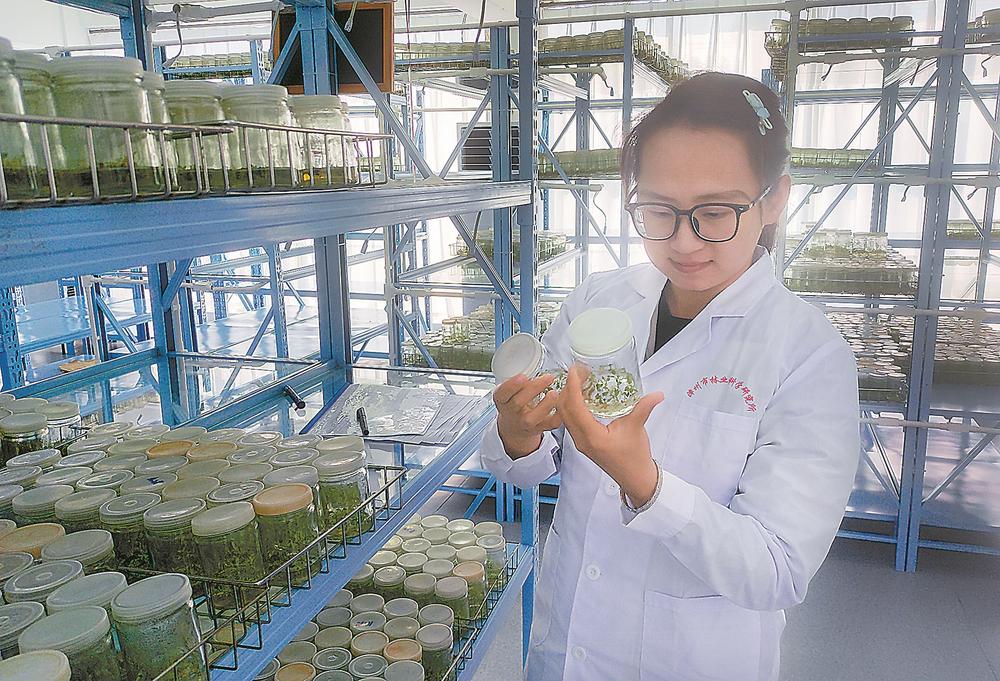 托里桉规模化育苗福建省取得技术突破