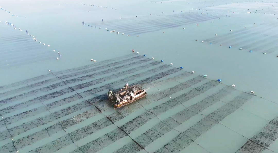 泉港峰尾镇：4000亩“头水”紫菜，上市