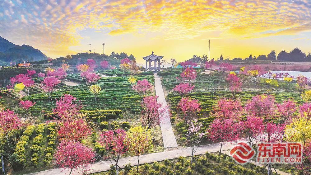 产业“破圈”，福安茶不走寻常路