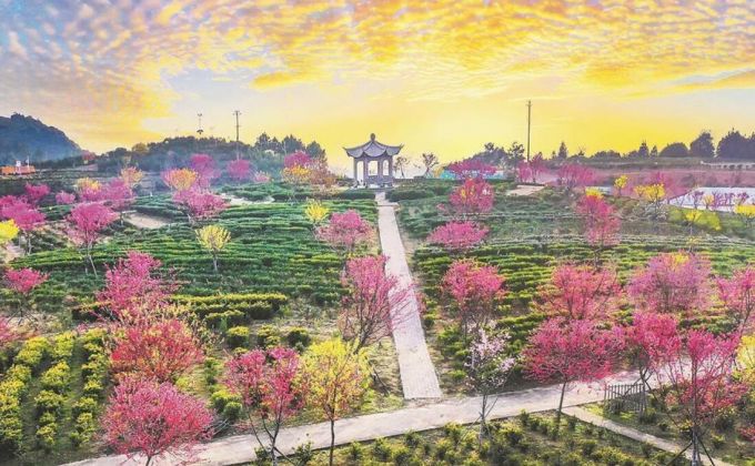 產(chǎn)業(yè)“破圈”，福安茶不走尋常路