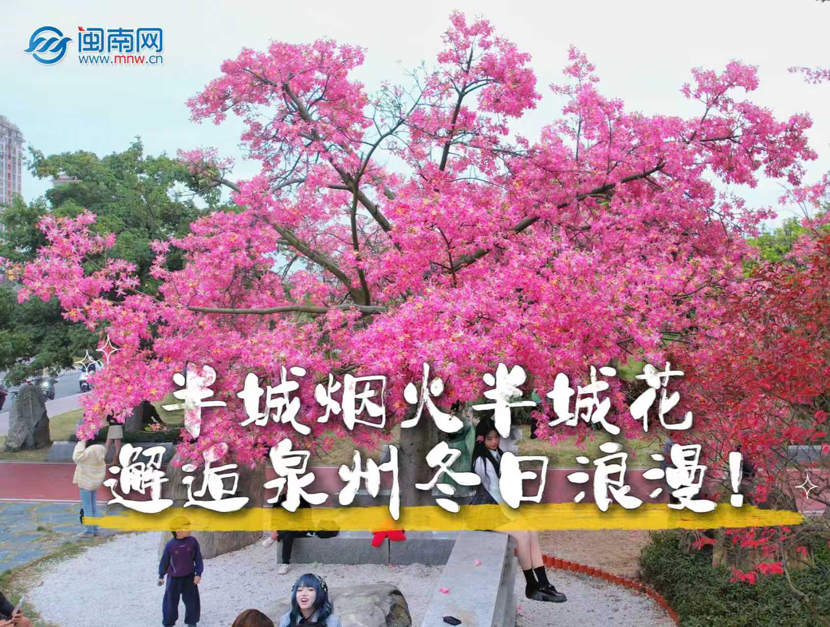 半城煙火半城花 邂逅泉州冬日浪漫（視頻）