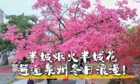 半城煙火半城花 邂逅泉州冬日浪漫