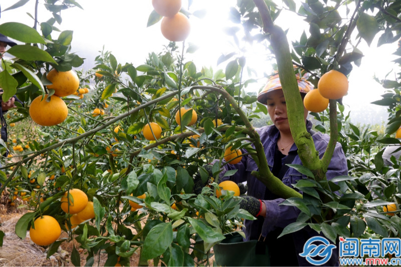 华安：冬日橘园飘果香 “黄美人”迎首摘