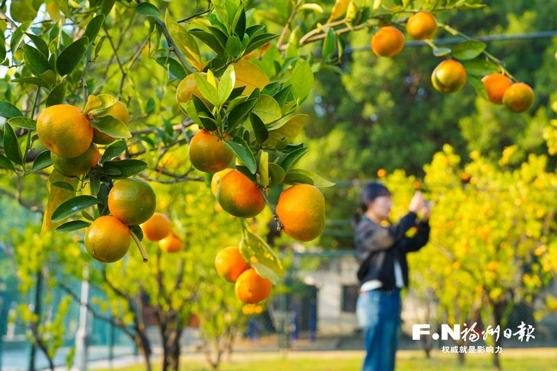 闽江公园福橘进入最佳观赏期