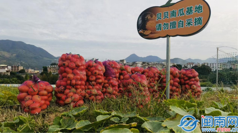 平和国强：渠道畅通！“金瓜”满园进城去