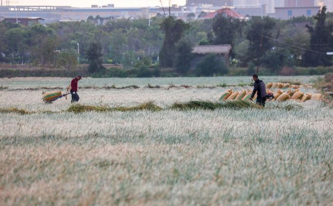 石狮湿地公园马蹄采收进入旺季