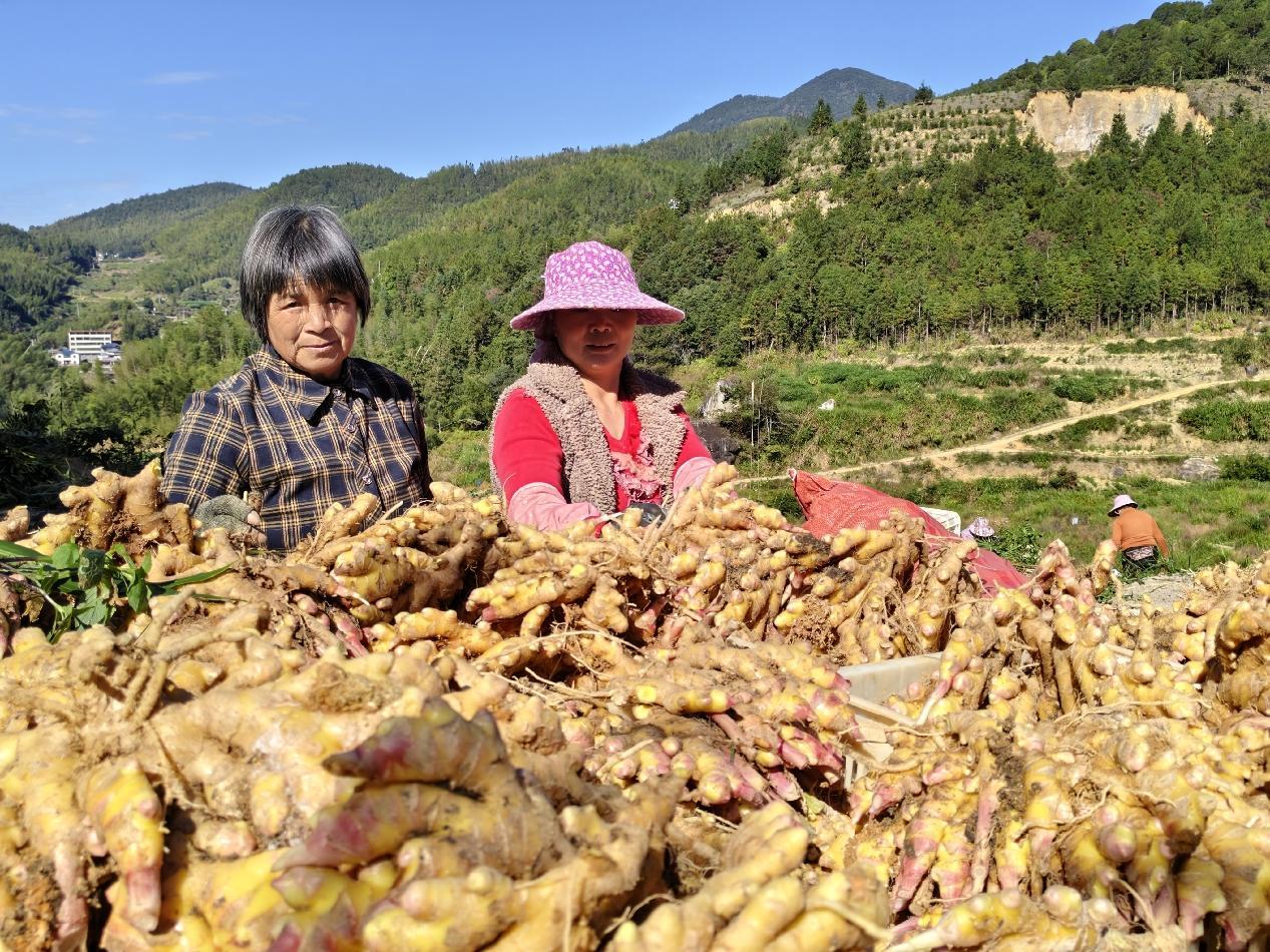 永春桂洋镇：田间采收忙 “姜”来前景好