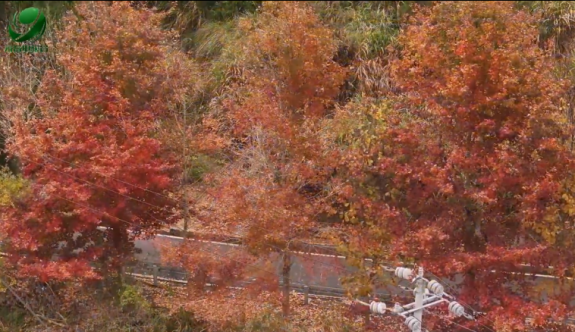 錯過再等一年！永春這條12公里景觀路，藏著冬日最美楓景