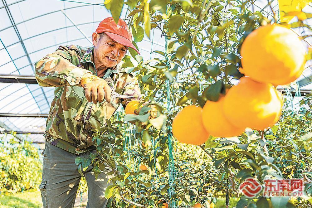 南平市松溪县：闽台农业融合示范基地迎来丰收季