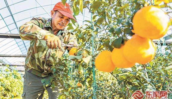 南平市松溪縣：閩臺農(nóng)業(yè)融合示范基地迎來豐收季