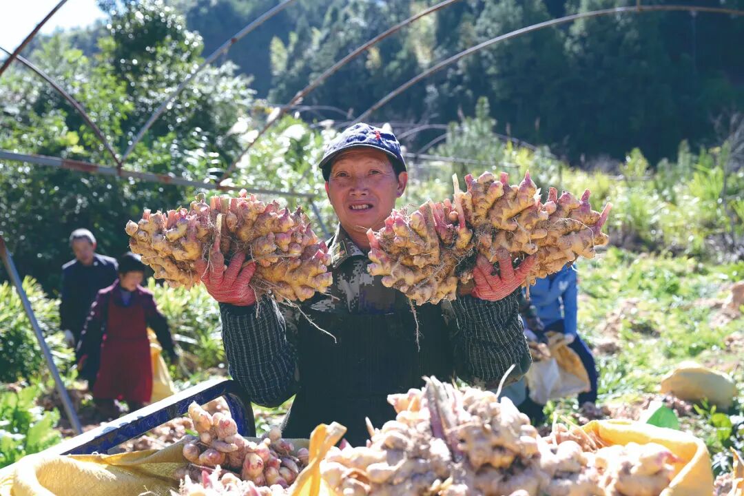 资源变资产 产业聚合力 德化书写乡村共富实践答卷