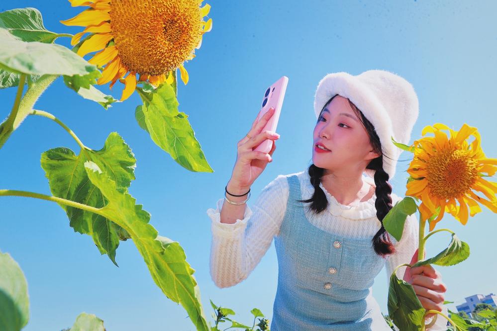  九十九溪畔葵花朵朵开