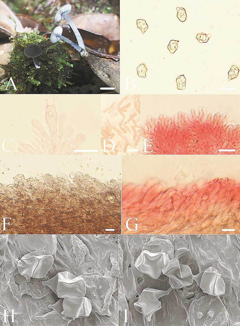 武夷山国家公园发现大型真菌新物种