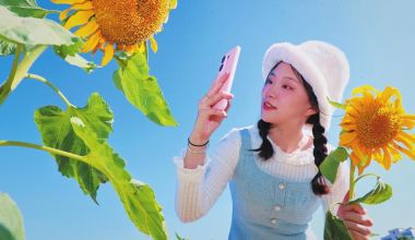  九十九溪畔葵花朵朵開