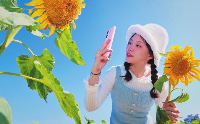  九十九溪畔葵花朵朵开