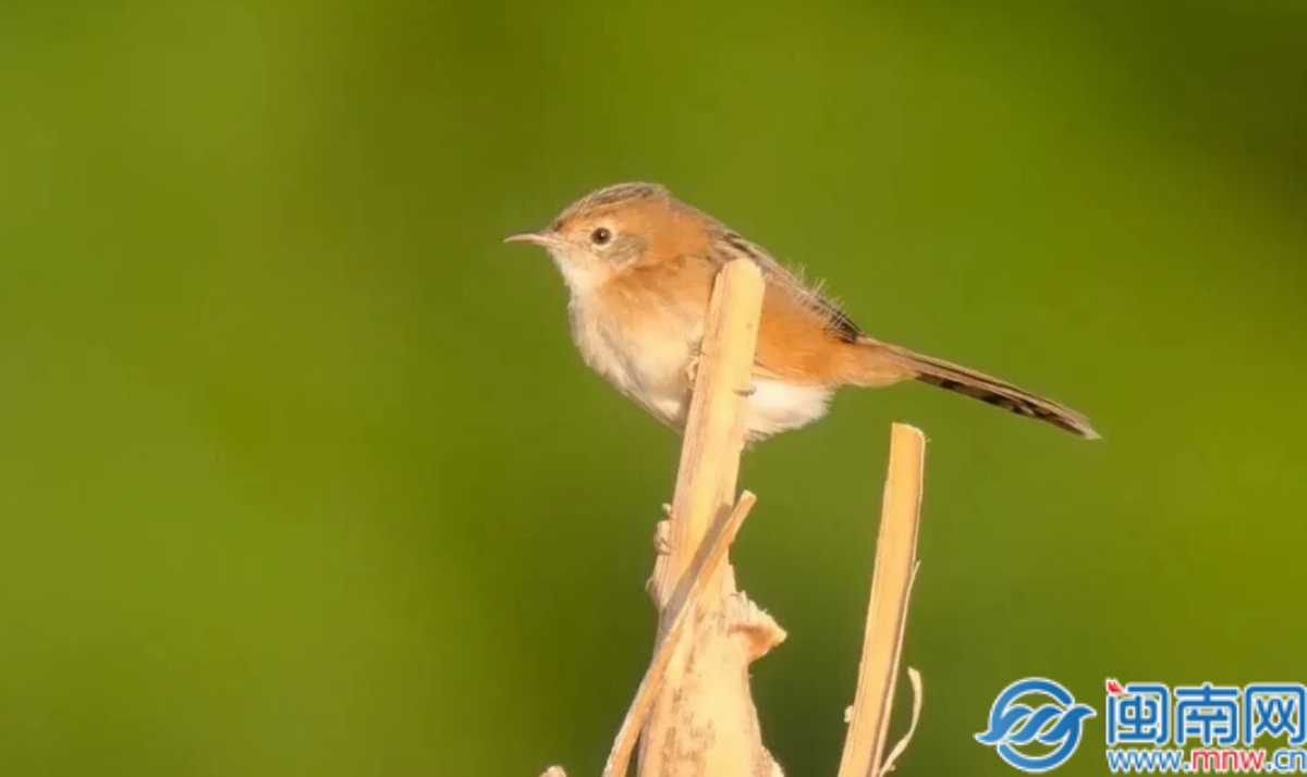 新鸟种+2！金头扇尾莺、叽喳柳莺首次现身泉州