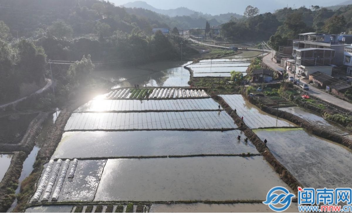 从“黄果园”到“茭白田”：平和大溪新农村绿色转型进行时