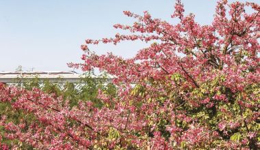 冬日花景 扮靚獅城  