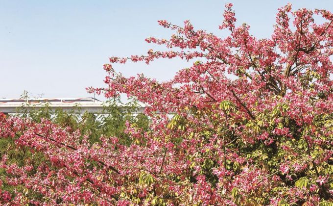 冬日花景 扮靓狮城  