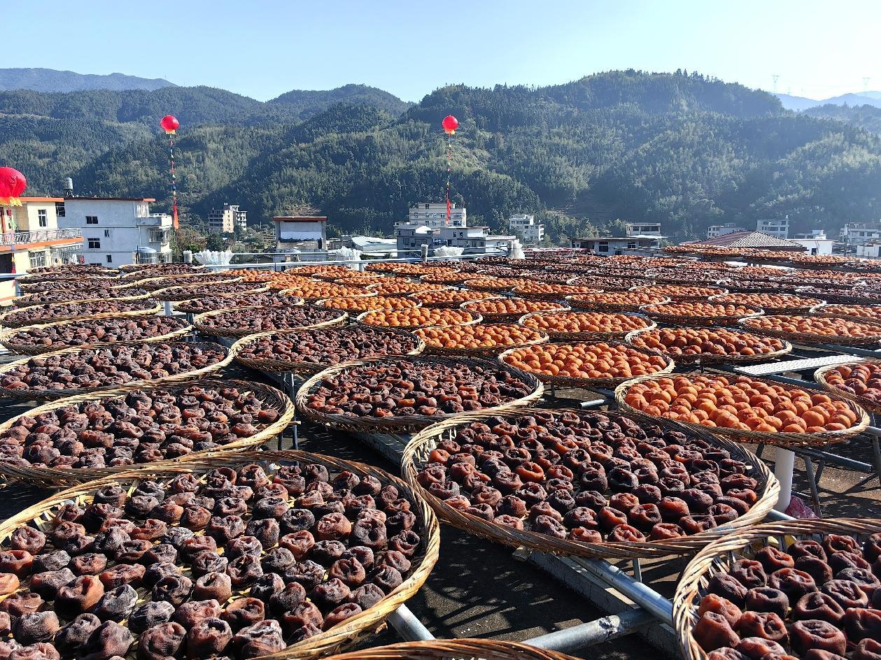 永春桂洋：新产季柿饼甜蜜上市 传统工艺撑起“增收伞”