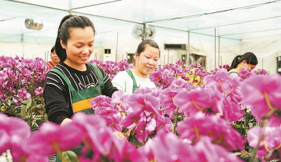 龍巖永定區(qū)龍?zhí)舵?zhèn)：當?shù)鼗ㄆ笳o鑼密鼓備戰(zhàn)銷售旺季