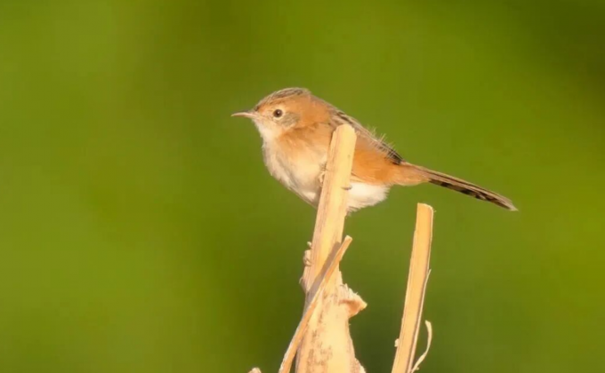 新鳥(niǎo)種+2！金頭扇尾鶯、嘰喳柳鶯首次現(xiàn)身泉州