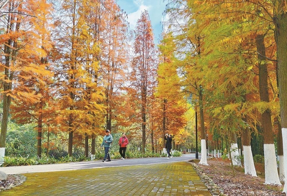 三明生态湿地公园百荷园水杉红了