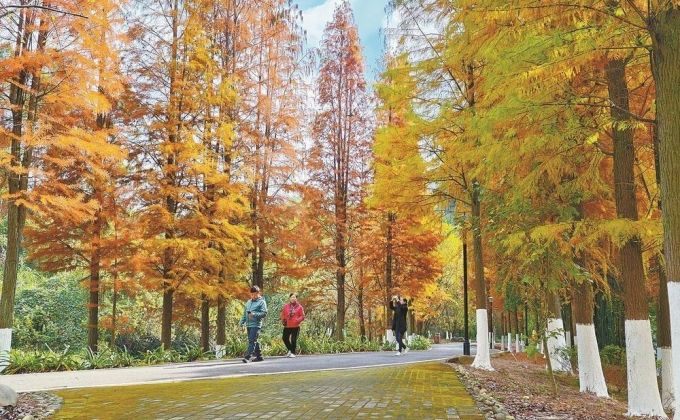 三明生态湿地公园百荷园水杉红了