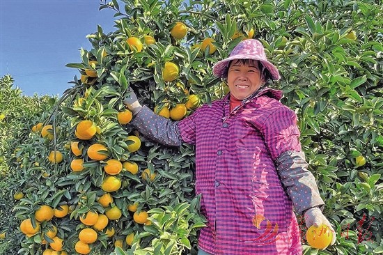 2500多亩桔柚丰收了 游洋镇打造乡村振兴特色产业